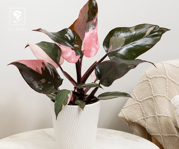 فیلودندرون