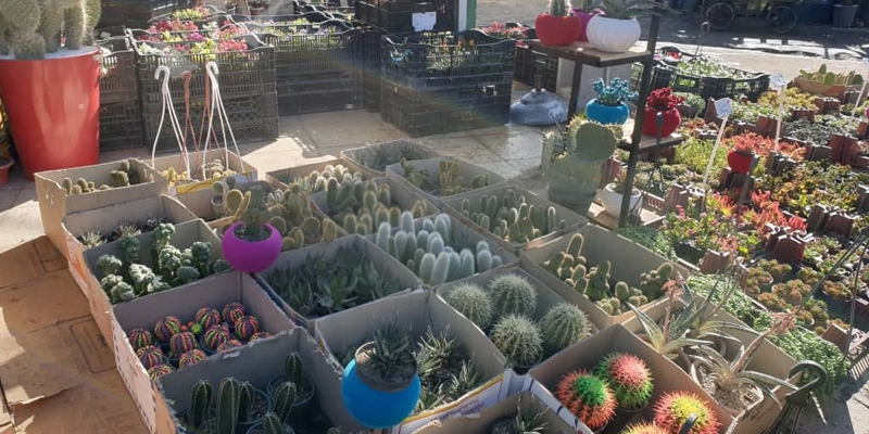 بازار گل محلاتی