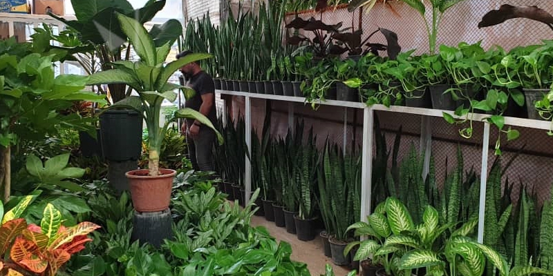 بازار گل محلاتی