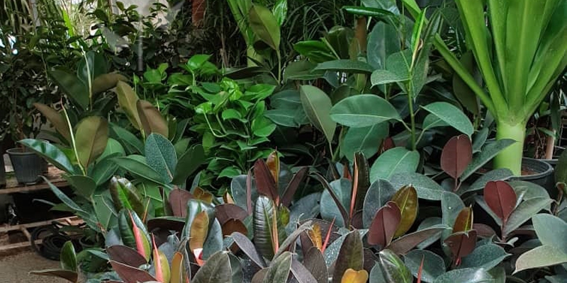 بازار گل محلاتی