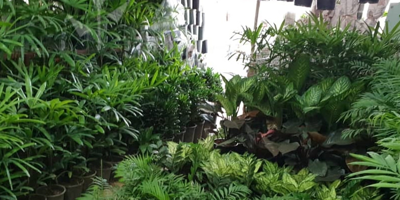 بازار گل محلاتی