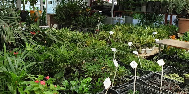 بازار گل محلاتی