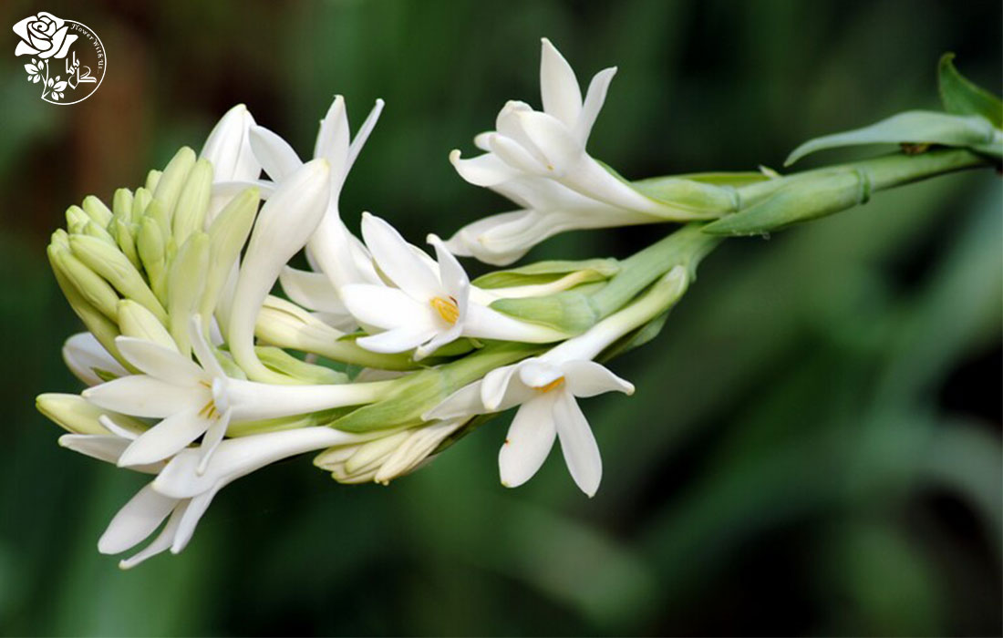 درمان گلو درد با خواص گل مریم