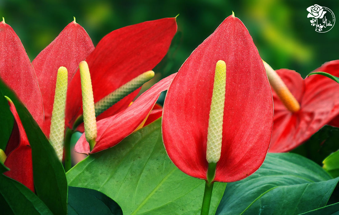 خرید گل آنتوریوم 