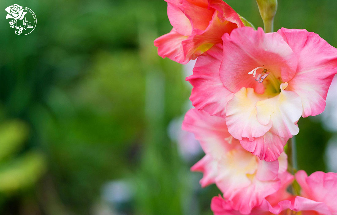 قیمت گل گلایل