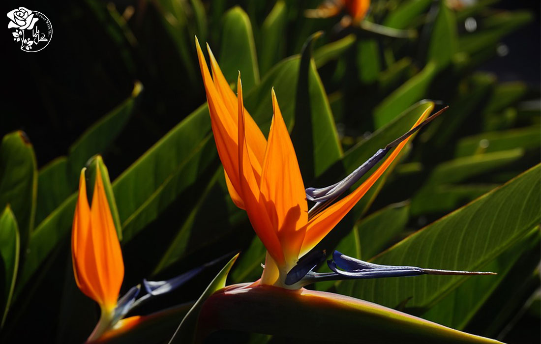 گل استرلیزیا برگ های گوناگونی دارد.