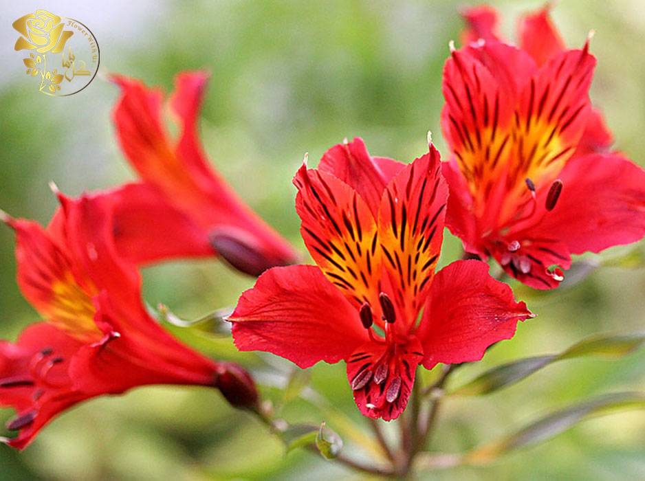 خرید گل آلسترومریا از فروشگاه اینترنتی گل باما