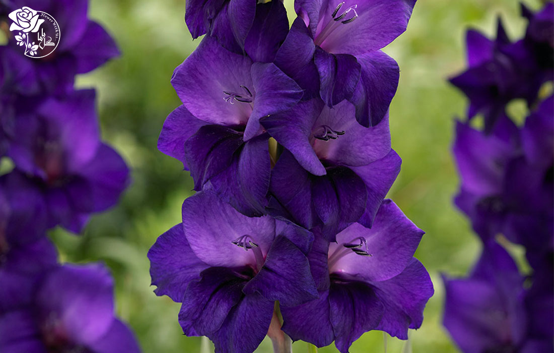 گلبرگ گل گلایل