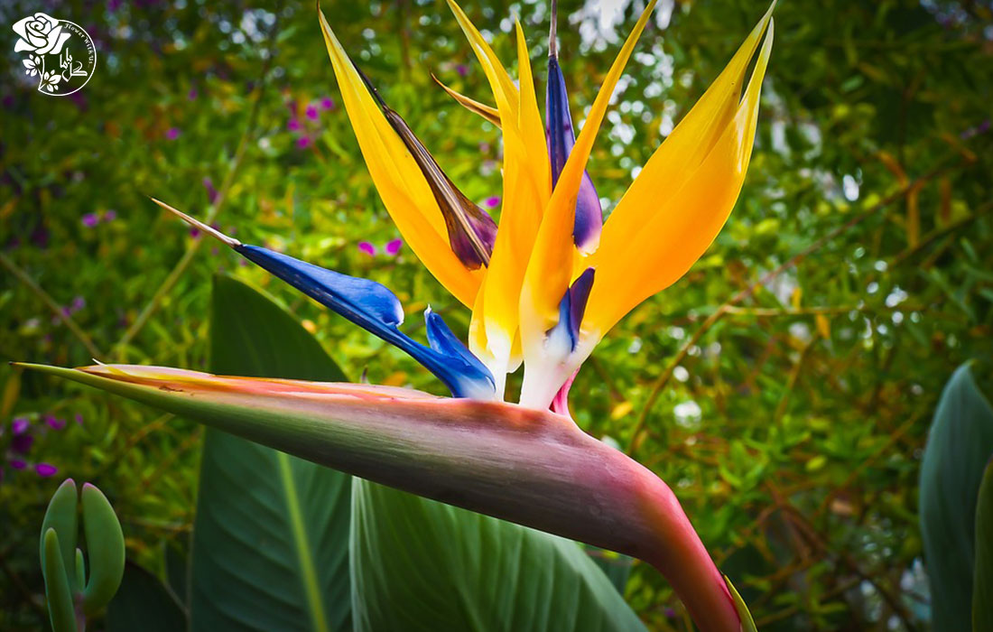 گل استرلیزیا توسط مرغ گرده افشان تکثیر می‌شود.