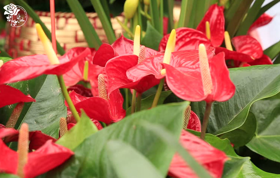 گل آنتوریوم نماد چیست؟