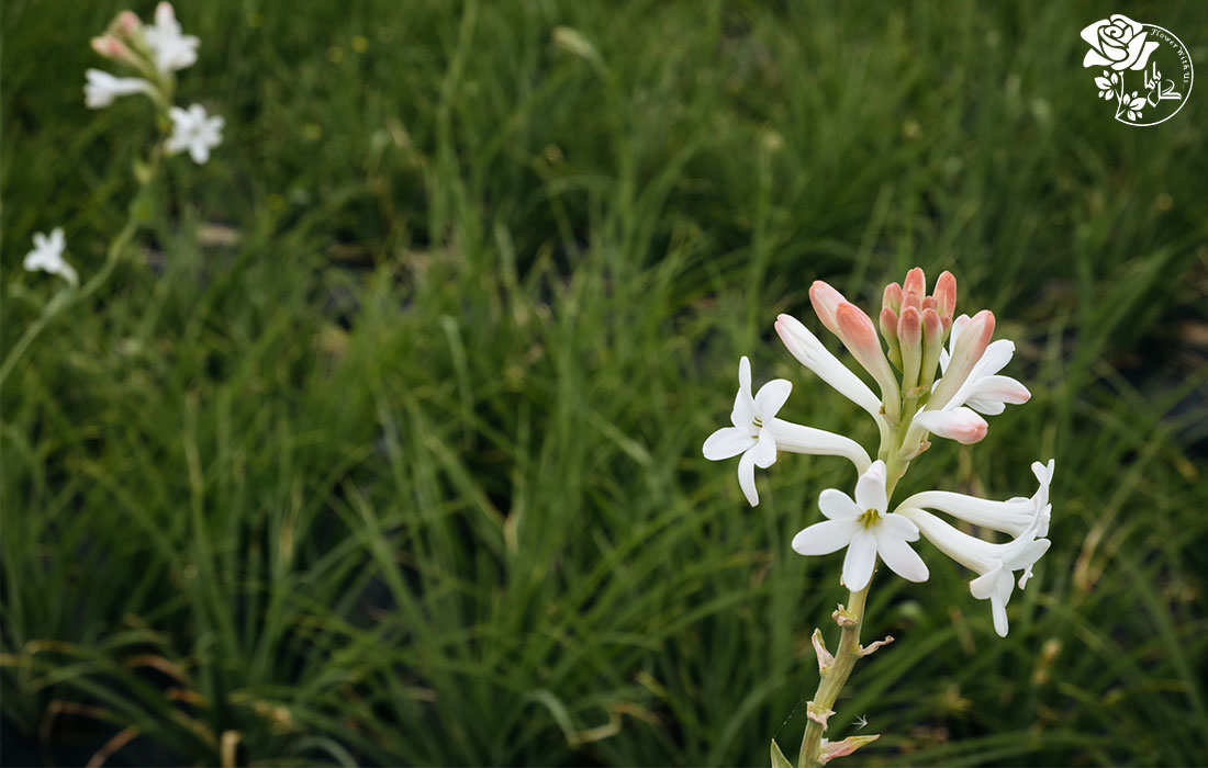 گل مریم گاهی چند حلقه گل داردو