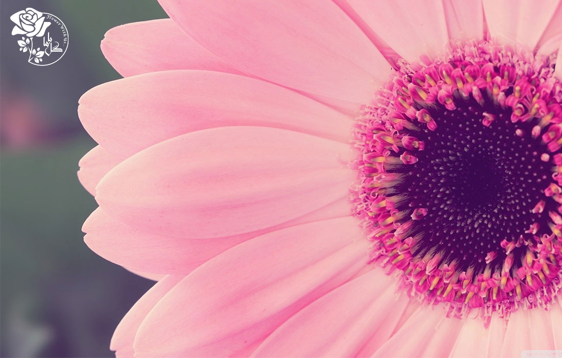 بذر گل ژربرا در رنگ های مختلف از صورتی تا سرخ وجود دارد.