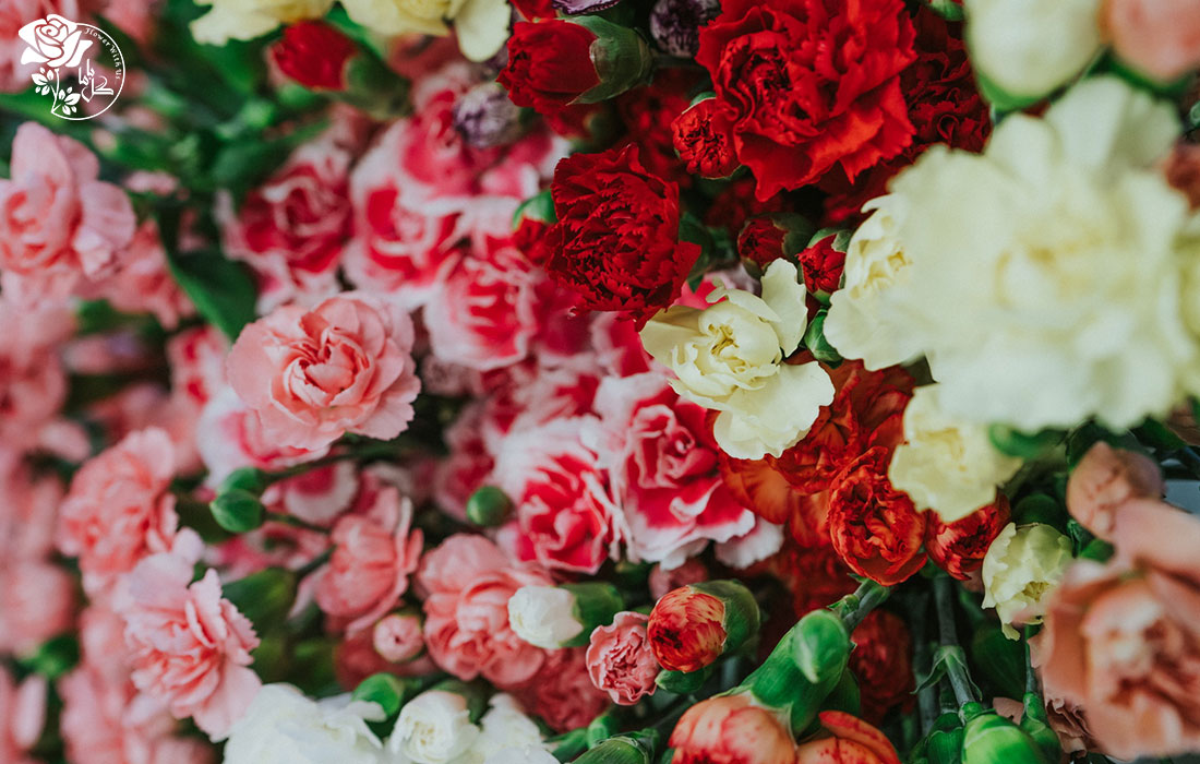 انواع گل میخک برای خرید گل هدیه