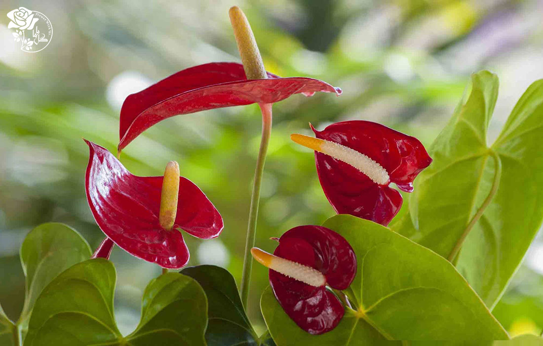 انواع گل آنتوریوم