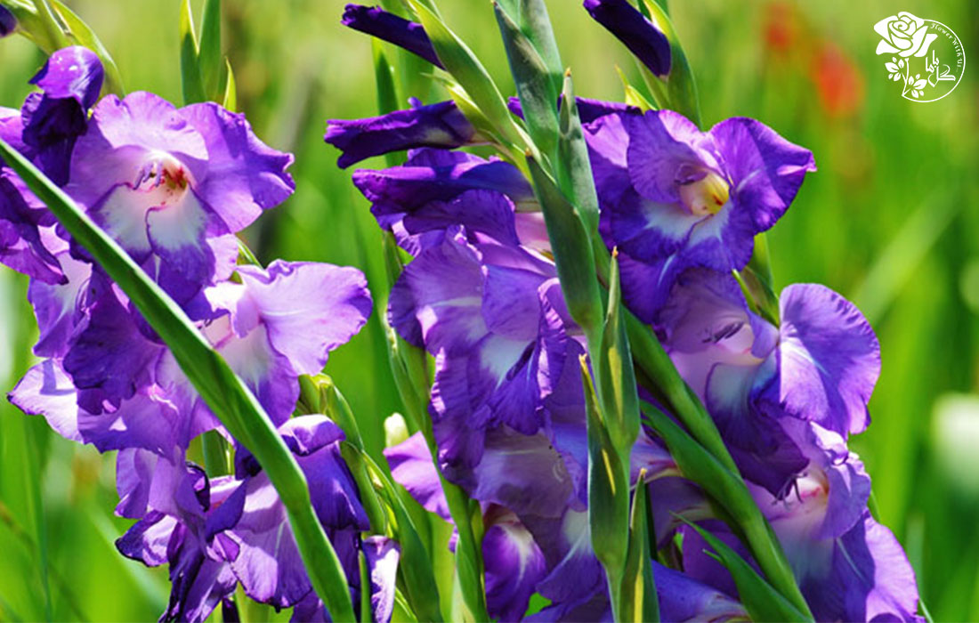 بذر گل گلایل