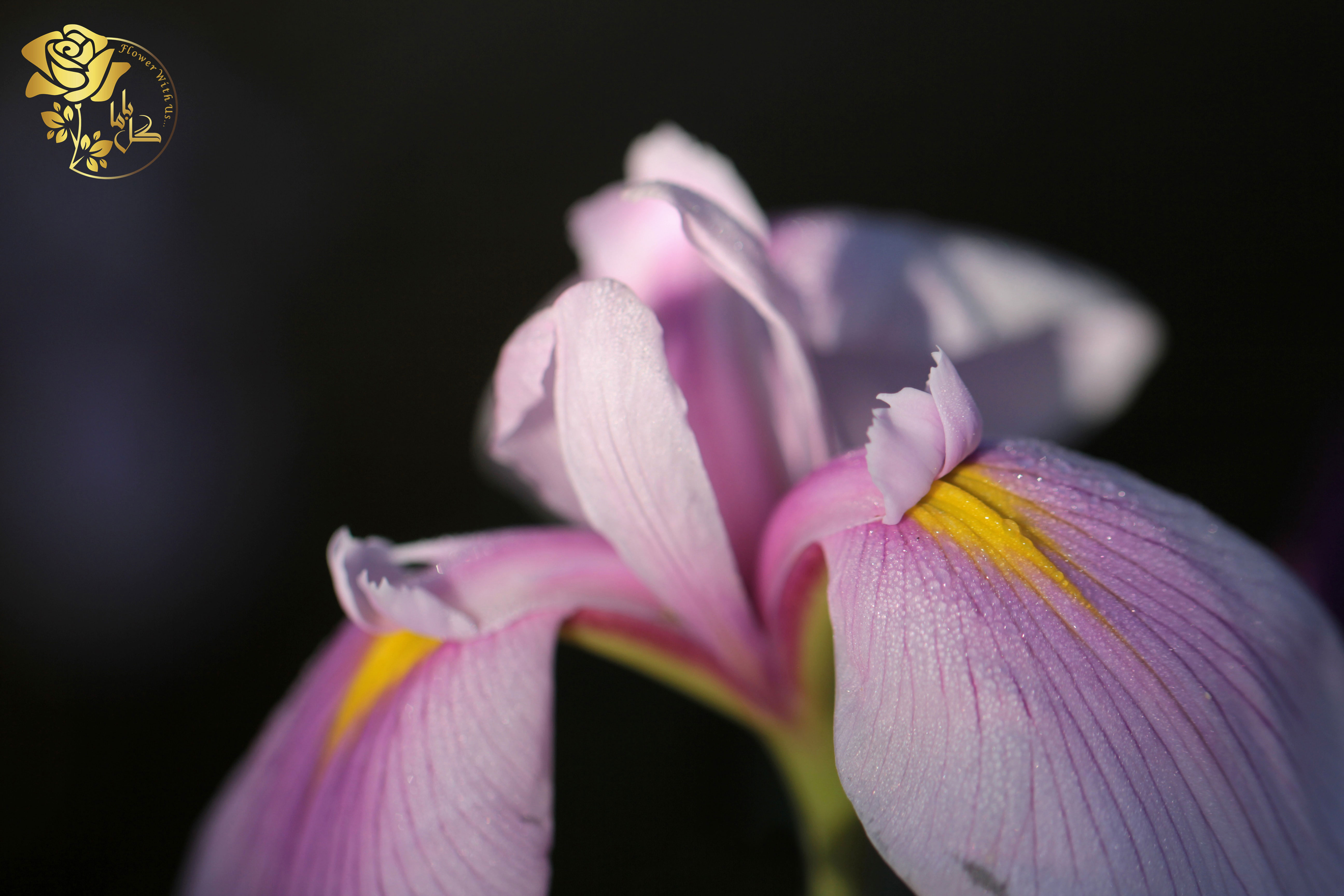 خواص زنبق در طب سنتی