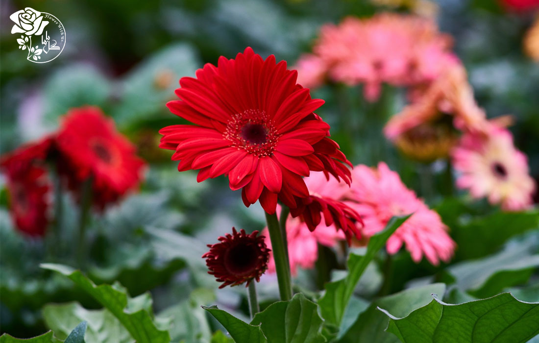 خرید گل ژربرا از گل فروشی آنلاین گل باما