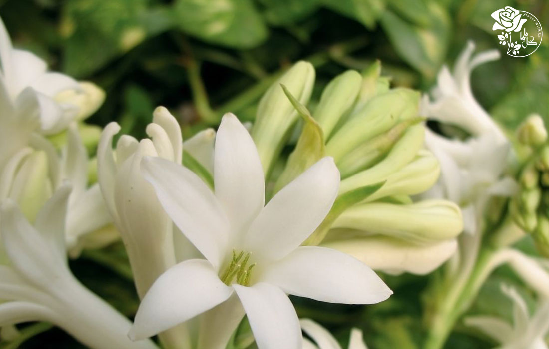 عطر انواع گل های مریم در دنیا بی نظیر است.