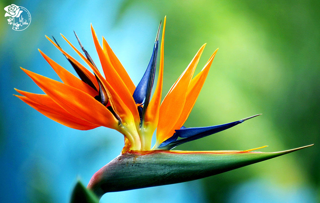 گل استرلیزیا یا پرنده بهشتی از اچزای مختلفی تشکیل شده است