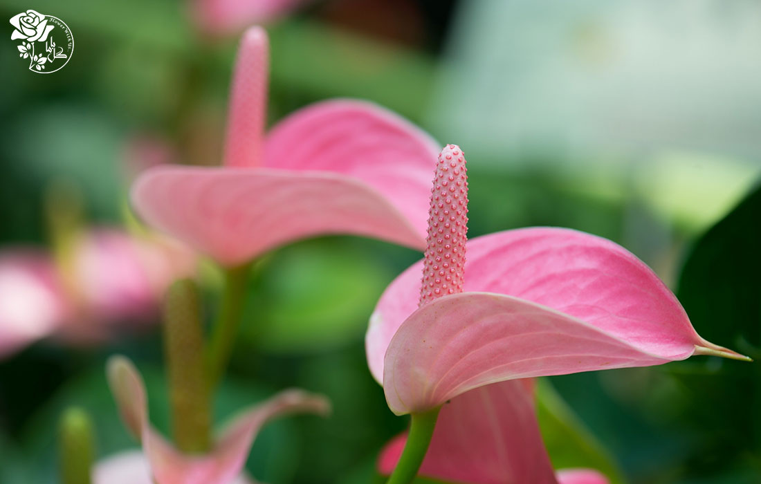 تکثیر گل آنتوریوم