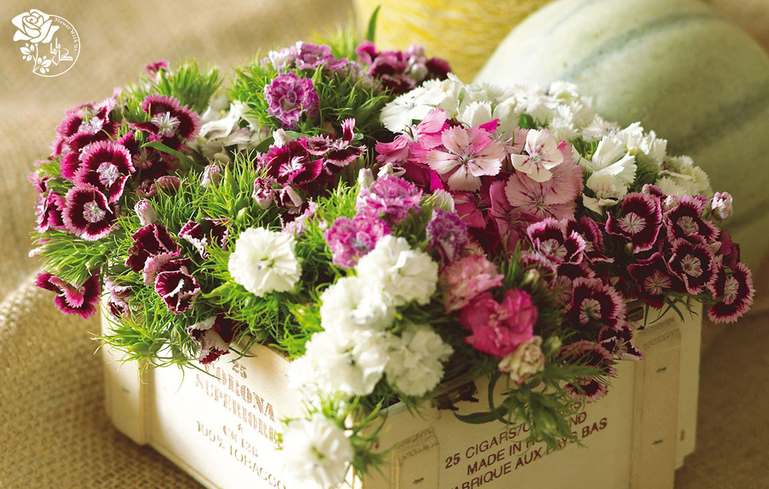 گل میخک نماد عشق است