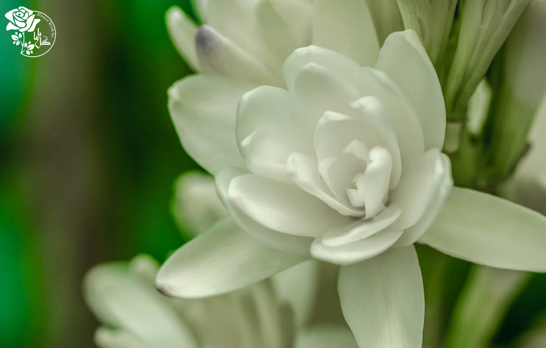 گل مریم خواص دارویی و درمانی بسیاری دارد.