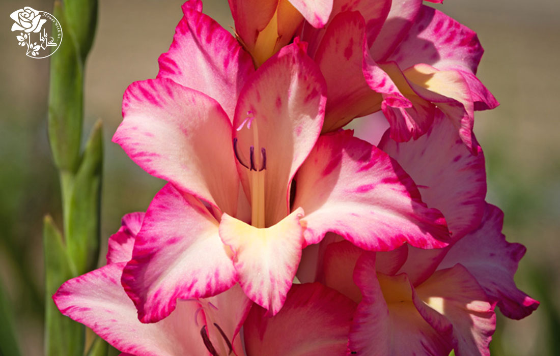 نگهداری گل گلایل در آپارتمان