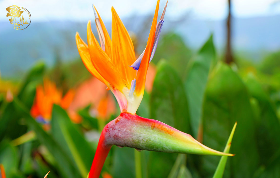 گل استرلیزیا و برخی حقایق در مورد آن