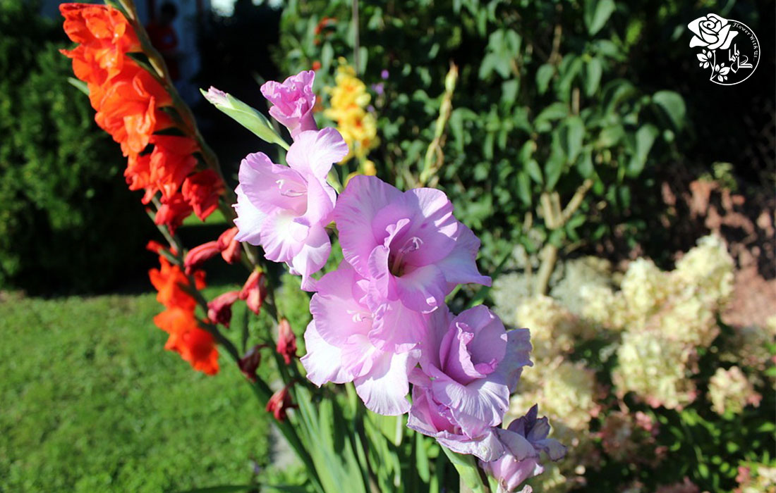 کاشت گل گلایل