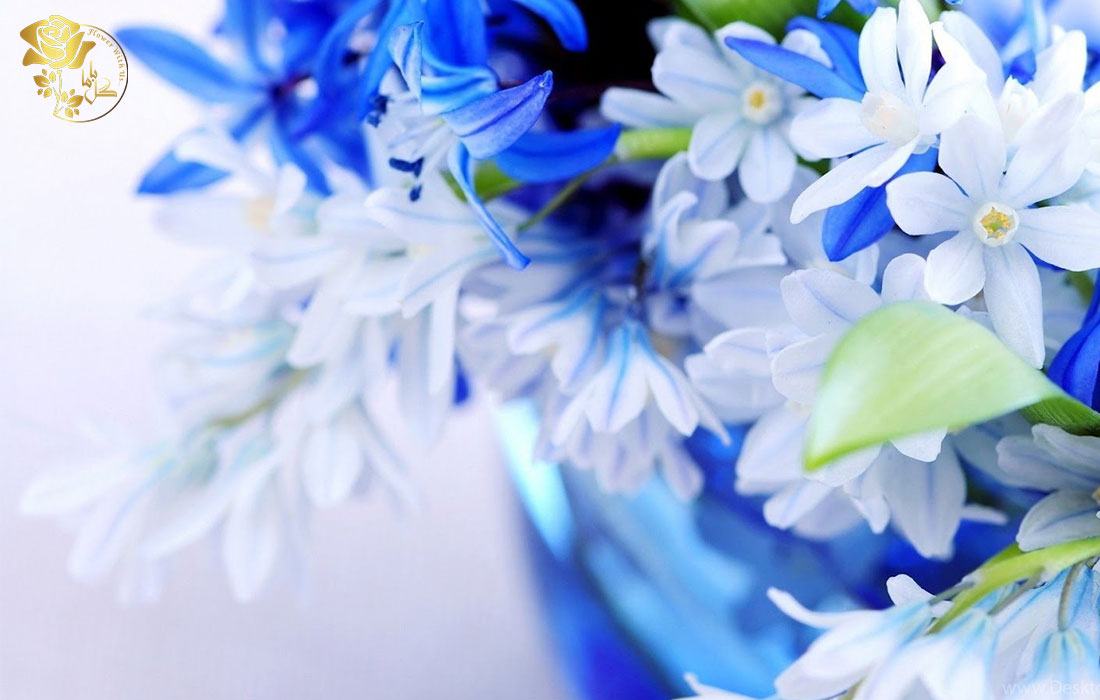 خرید گل مریم از فروشگاه اینترنتی گل باما، تجربه‌ای عطراگین