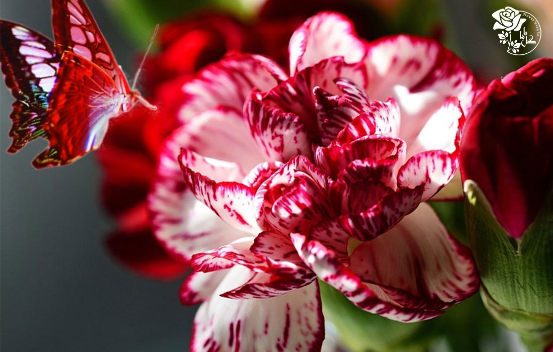 گل میخک را بهتر بشناسیم