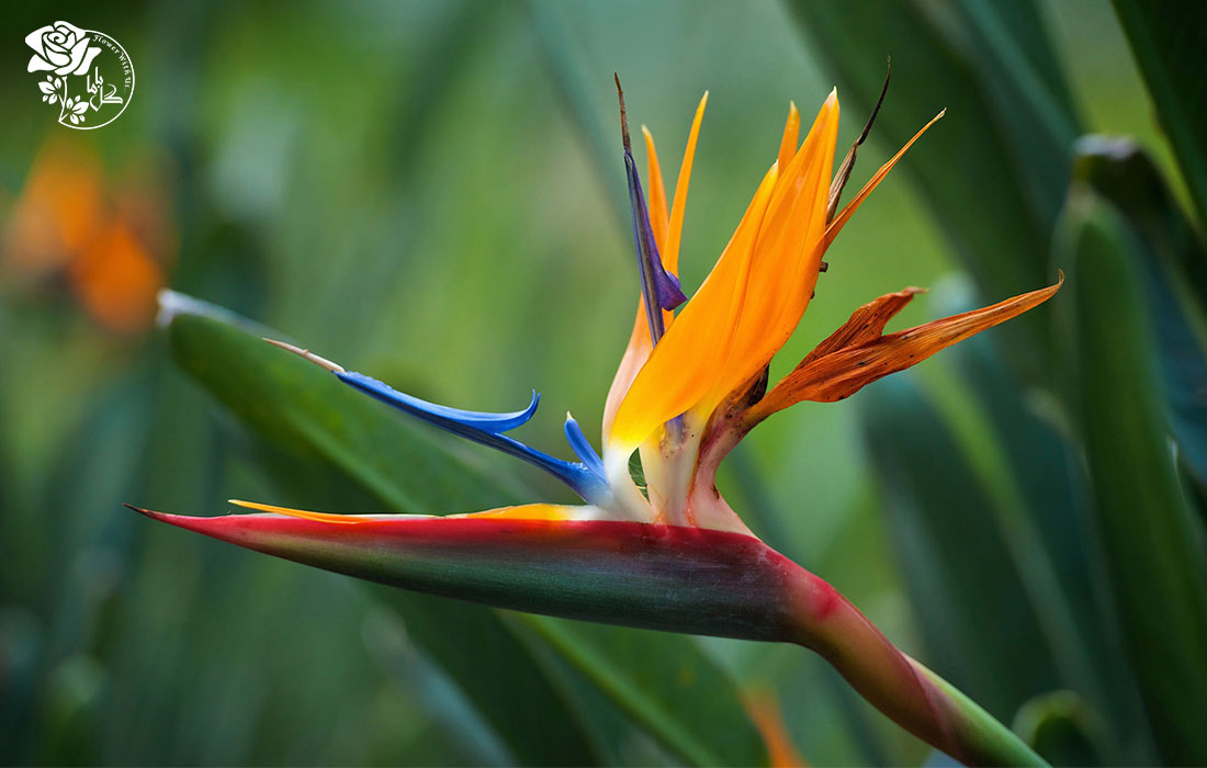 خرید اینترنتی گل استرلیزیا از گل فروشی اینترنتی گل باما