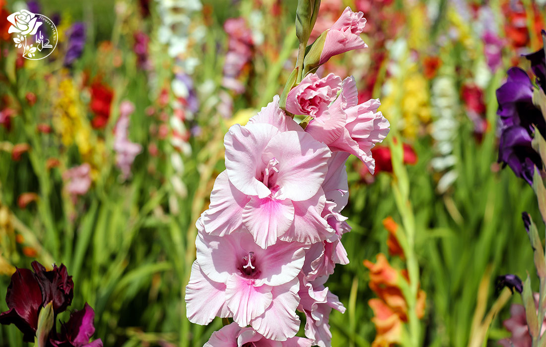 خواص گل گلایل در طب سنتی