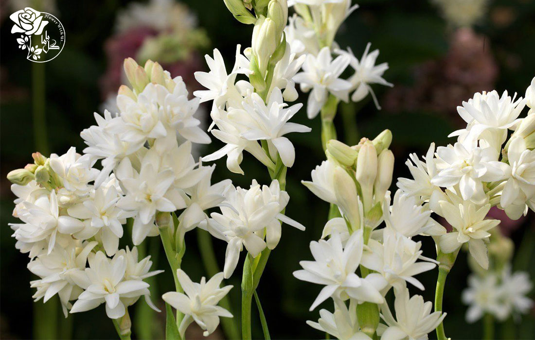 انواع گل مریم عطراگین