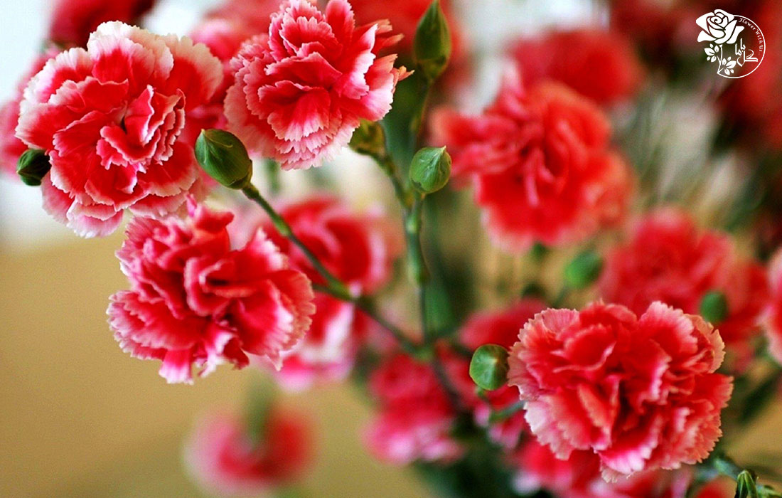 گل میخک خواص درمانی بسیاری دارد