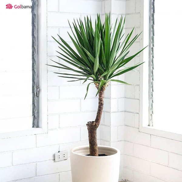 نور مناسب گیاه یوکا