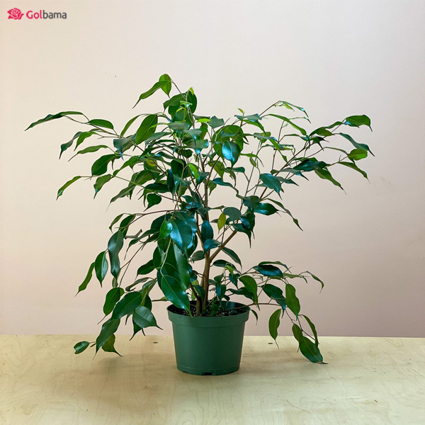 مشکلات و بیماری‌های بنجامین