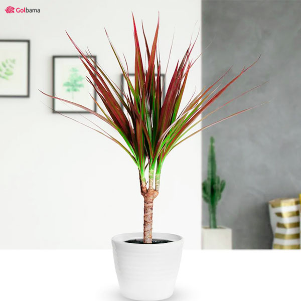 آب مناسب برای گیاه دراسنا پرچمی 