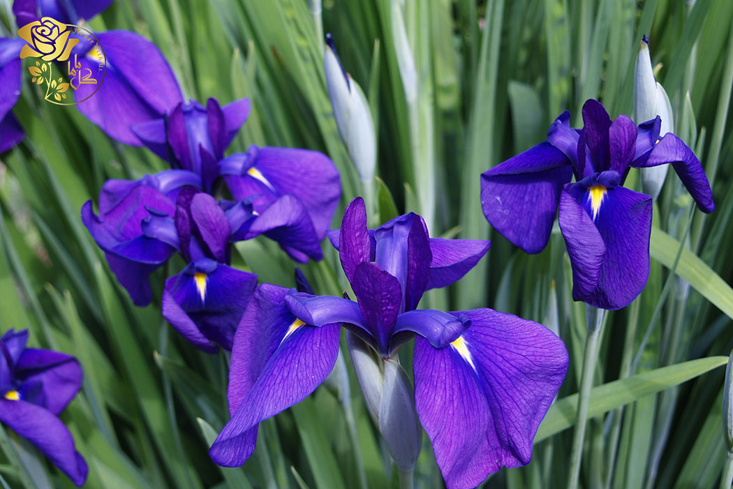 گل زنبق آبی گونه‌ای خیره کننده از زنبق است که می‌توان به عنوان گل آپارتمانی نیز پرورش داد.