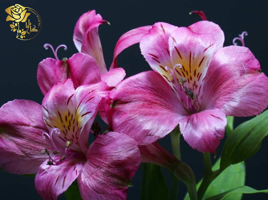 گل آلسترومریای بنفش یکی از انواع گل آلسترومریا است.