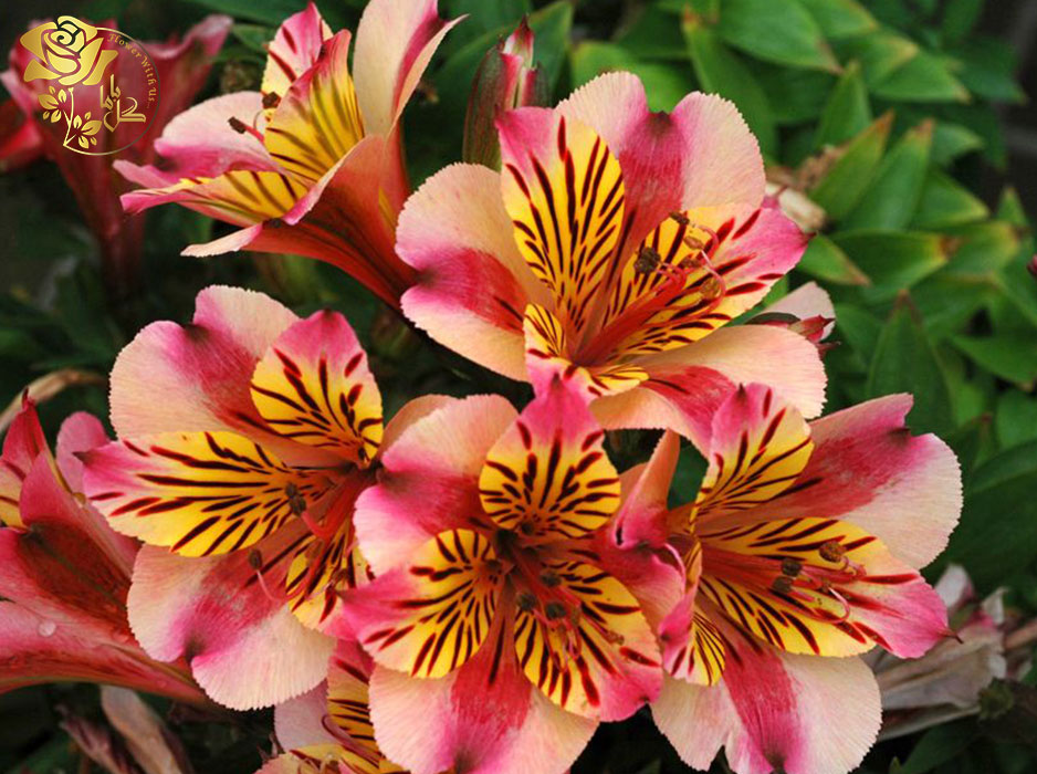 گل آلسترومریا آفتاب گلبرگ های زرد دارد