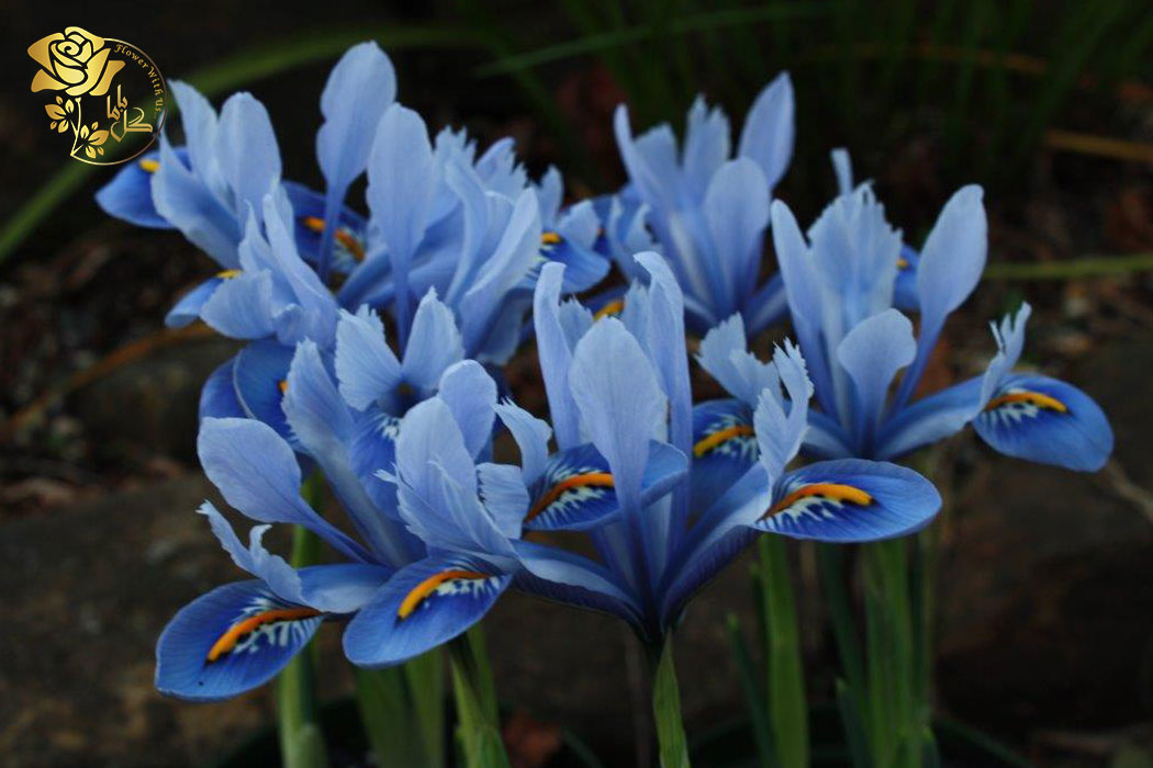 گل زنبق آلیدا رنگ آبی ملایم با خطوط سفید و زرد دارد و در حاشیه ی باغچه بسیار زیباست.