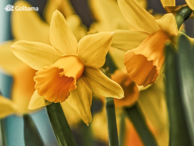 آشنایی با گل زیبای نرگس