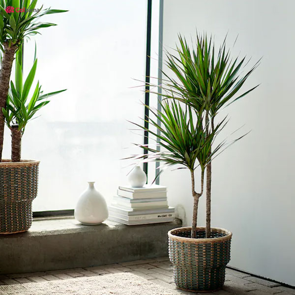 کوددهی به گیاه دراسنا پرچمی