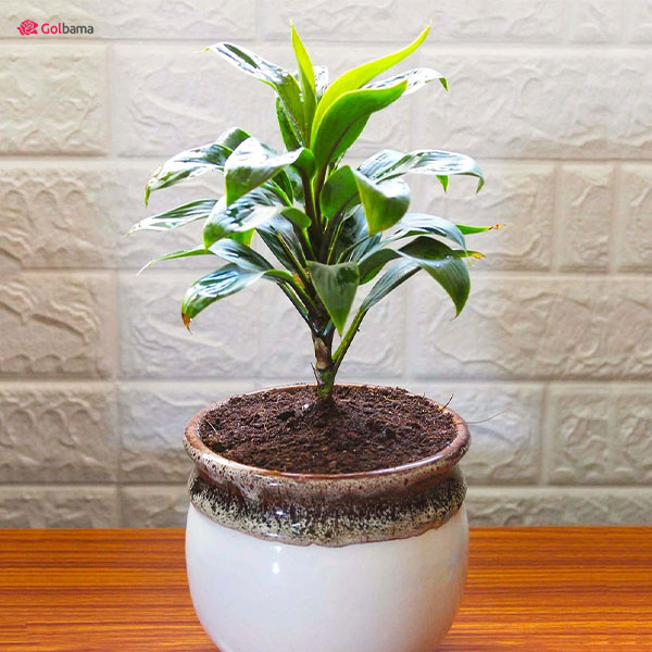 بهترین جایگاه گیاه دراسنا کامپکت آناناسی در خانه