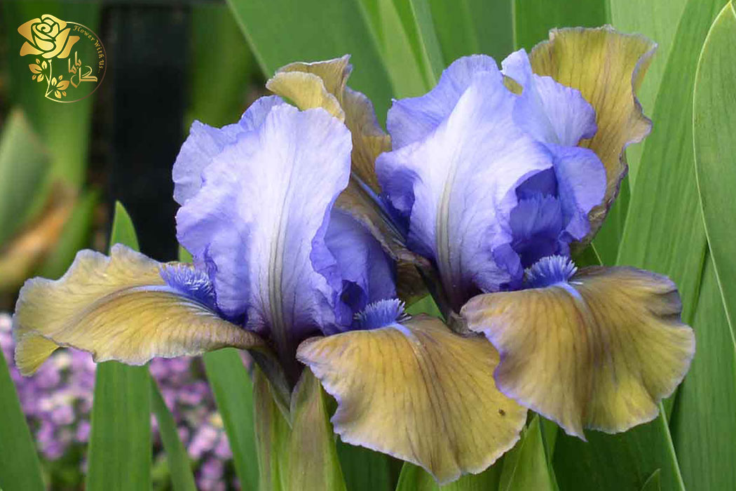 گل زنبق بلوبری فیر با گلبرگ‌های بسیار متراکم به رنگ آبی و سفید است که بسیار خیره کننده است.