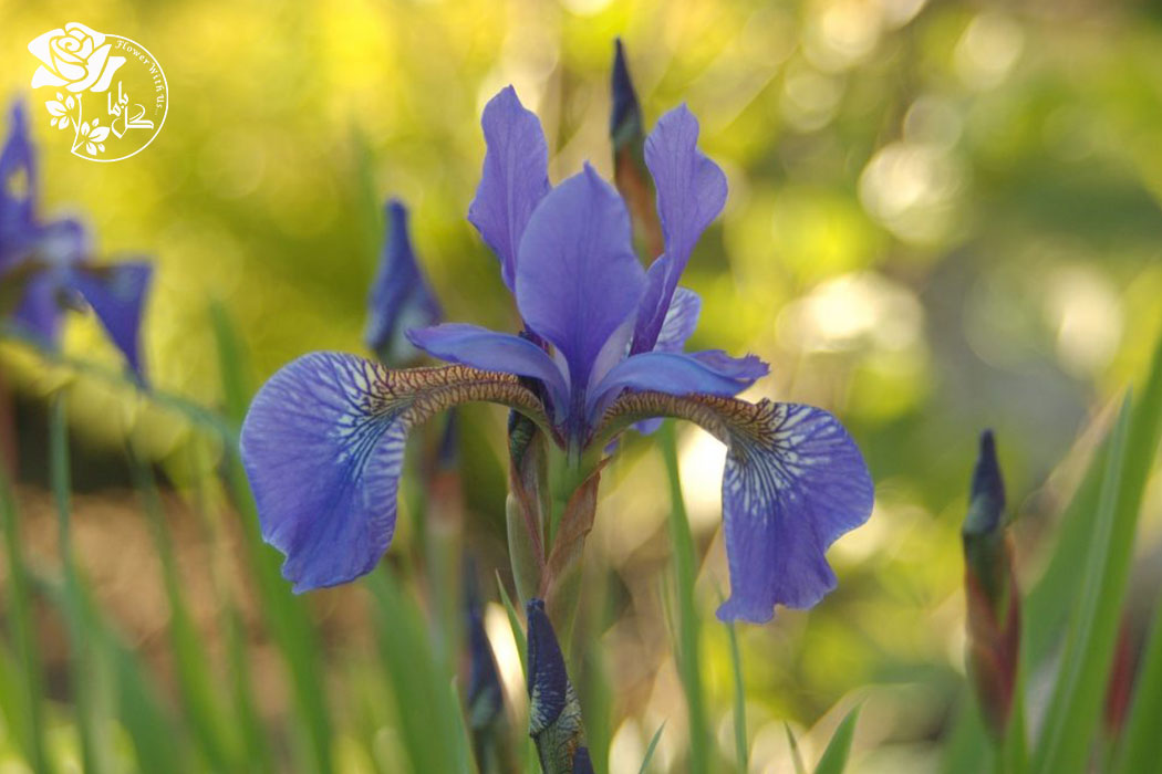 گل زنبق برادر سزار برنده‌ی چند جایزه‌ی بین المللی شده و در حاشیه باغچه جلوه بسیار زیبایی دارد.