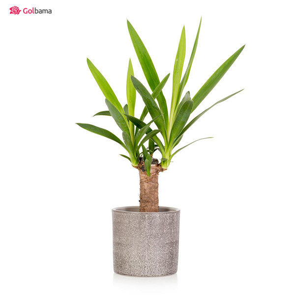 مشکلات نگهداری یوکا خنجری