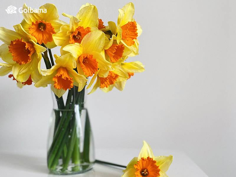 ماندگاری گل شاخه‌ای نرگس در گلدان 