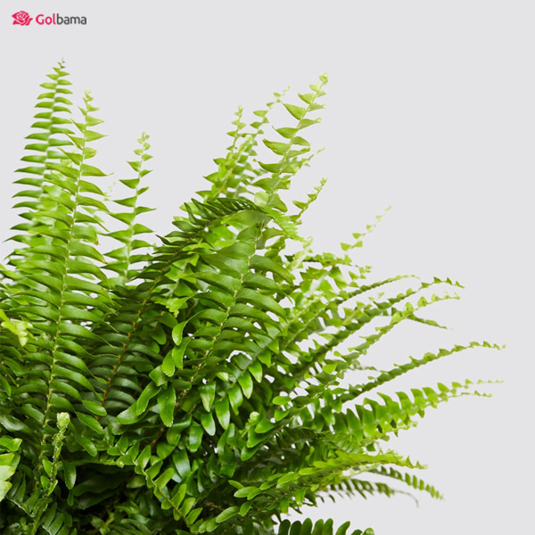 مشکلات احتمالی نگهداری از سرخس شمشیری